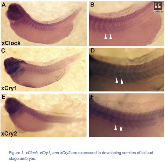 a series of example images